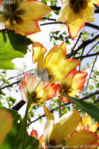 Image of Yellow tulips from beneath