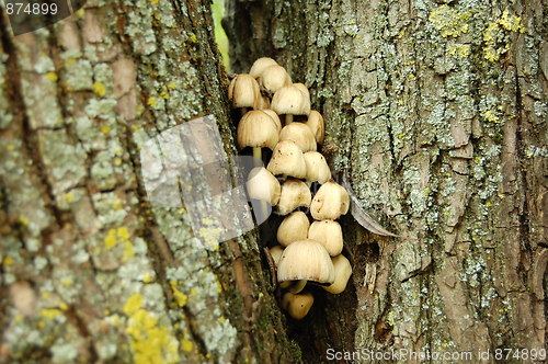 Image of mushrooms
