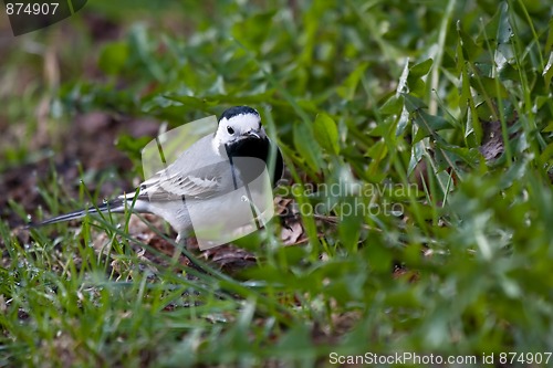 Image of white wagtail