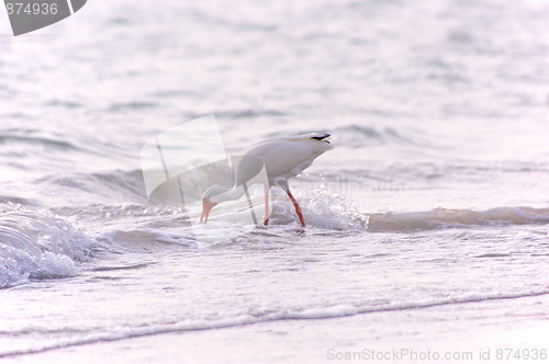 Image of american ibis feeding