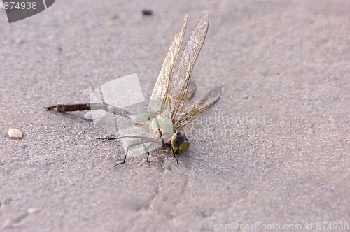 Image of dead dragonfly