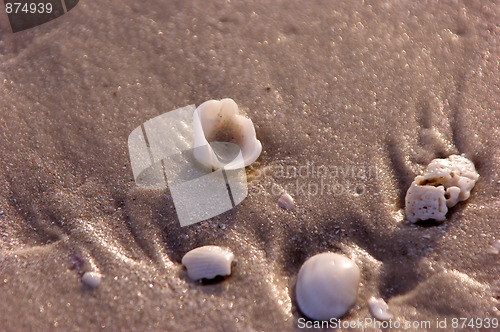 Image of shells on beach