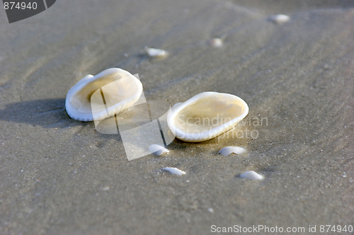 Image of two shells on beach
