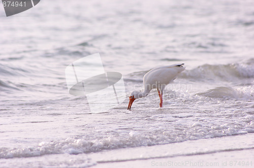 Image of white ibis feeding