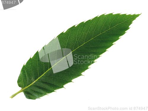 Image of leaf