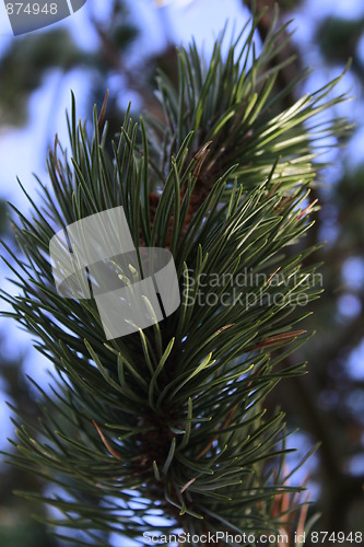 Image of Pine needles
