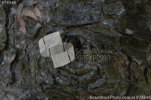 Image of Hole in tree.
