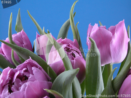 Image of spring time