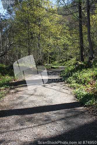 Image of Walkway in forrest