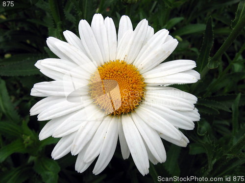 Image of Daisy