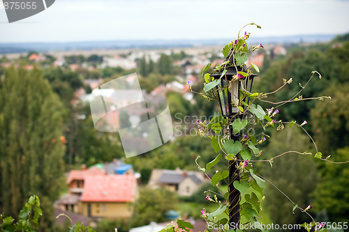 Image of Lantern and bindwind