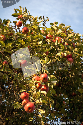 Image of The branch with red apples