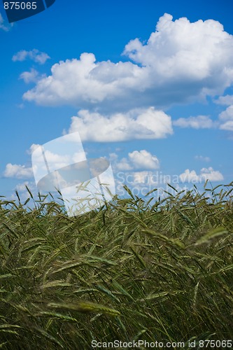 Image of Field of wheat