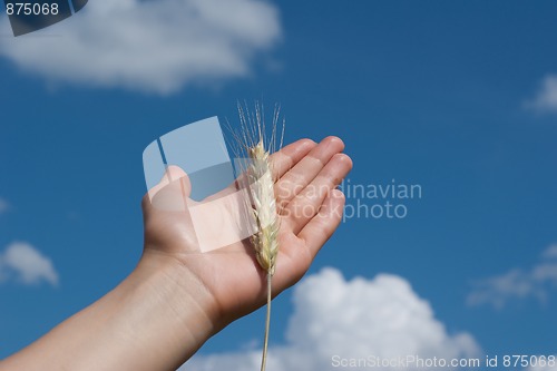 Image of Spikelet on the palm