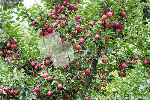 Image of Apple-tree