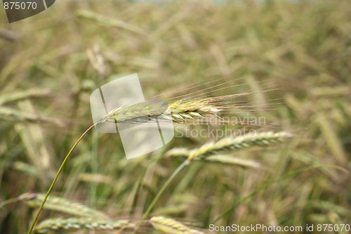 Image of Wheat ear