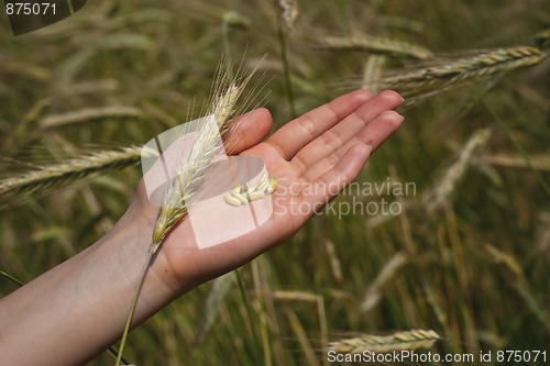 Image of Grains of wheat