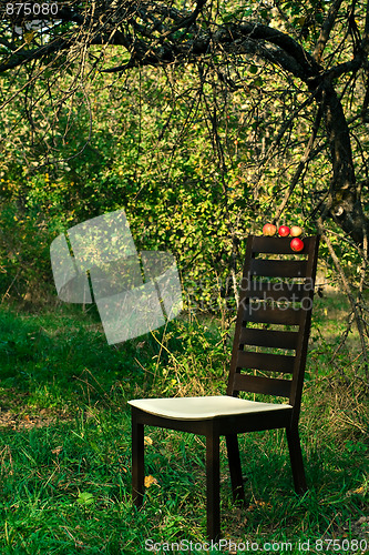 Image of Modern chair in the orchard