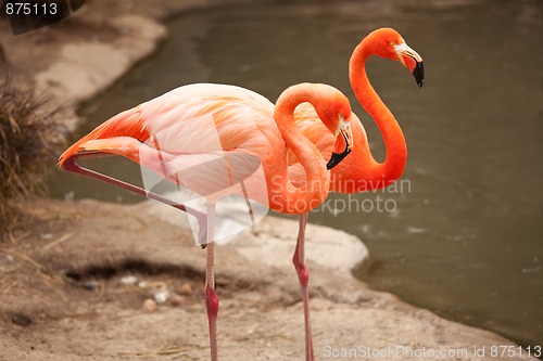 Image of Beautiful Flamingo Couple Rest