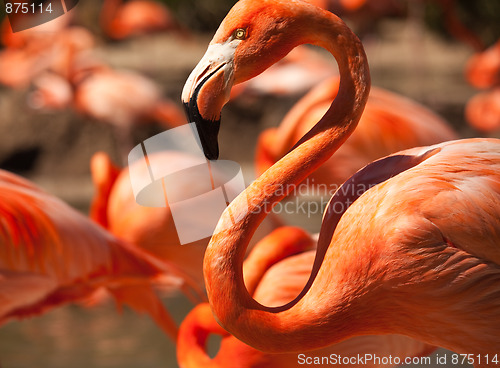 Image of Flock of Beautiful Flamingos