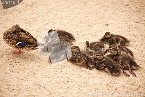 Image of Mother Mallard Duck Rests with Ducklings
