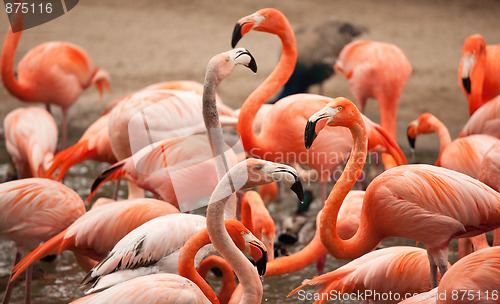 Image of Flock of Beautiful Flamingos