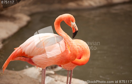 Image of Beautiful Flamingo Couple Rest