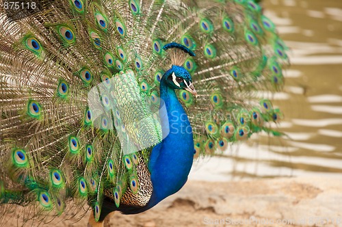 Image of Impressive Peacock with Feathers Spread