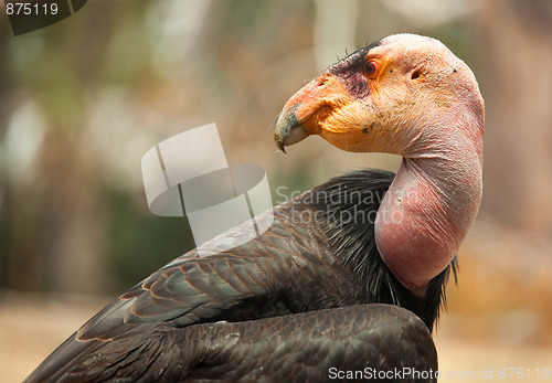 Image of Profile of California Condor