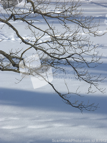 Image of Snow scene