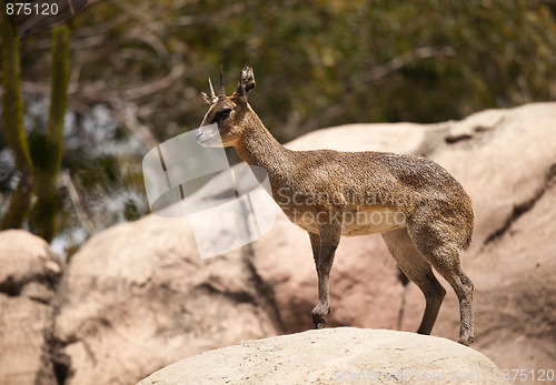 Image of Rock-Dancing Cliff Springer, Klipspringer