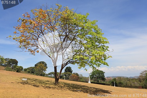 Image of Bicolor tree on serene cemetery