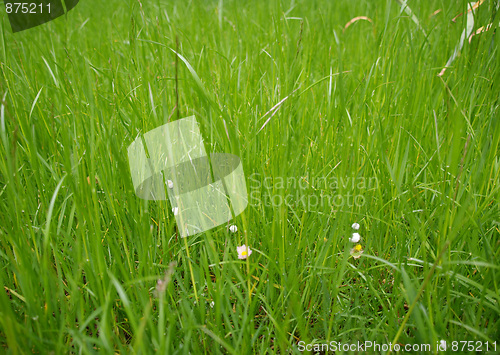 Image of Grass meadow