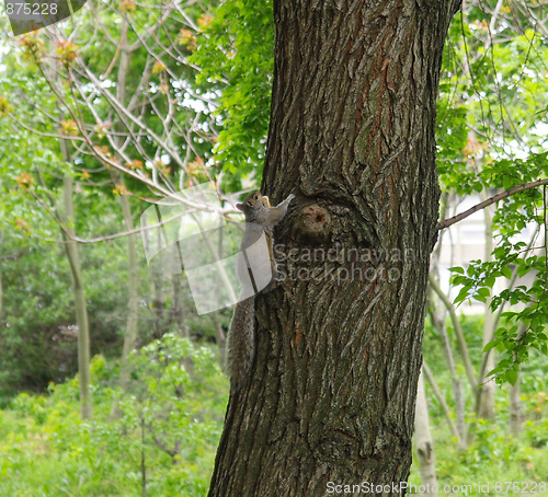 Image of Squirrel