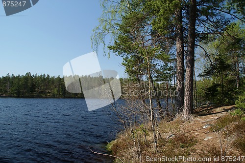 Image of Lake With Pine Trees