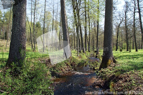 Image of Green Brook Between Trees