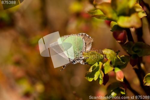 Image of green butterfly