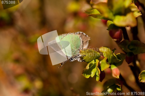 Image of green butterfly
