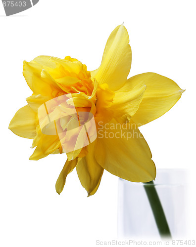 Image of Yellow Narcissus