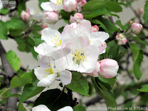 Image of blooming apple tree