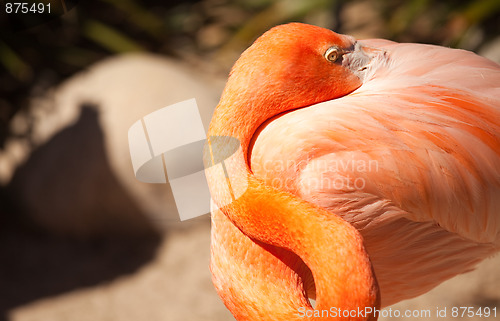 Image of Beautiful Flamingo Rests