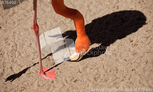 Image of Beautiful Flamingo Abstract
