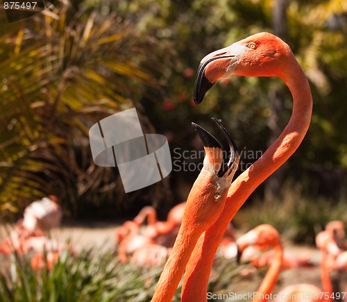 Image of Beautiful Flamingos Mating Ritual