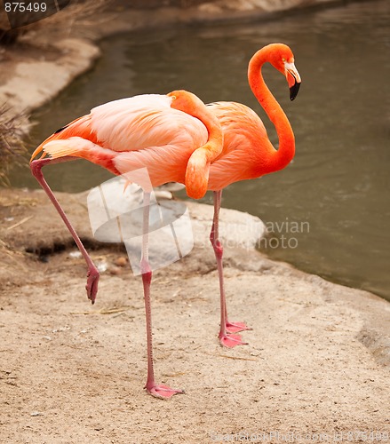 Image of Beautiful Flamingo Couple Rest