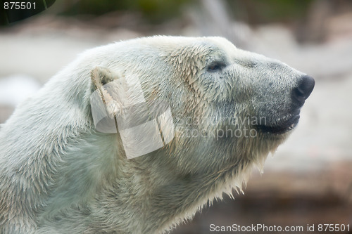 Image of Majestic Polar Bear Profile