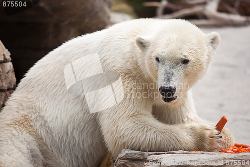 Image of Majestic Polar Bear Eating Carrots