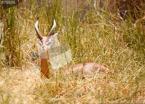 Image of Beautiful Resting Gazelle