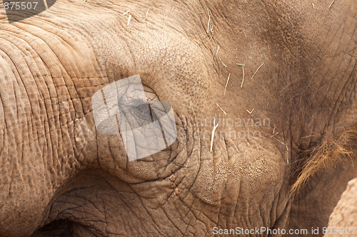 Image of Majestic Elephant Eye Close-Up