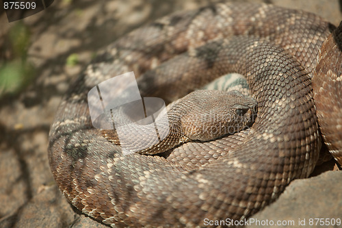 Image of Resting Western Diamondback Rattlesnake