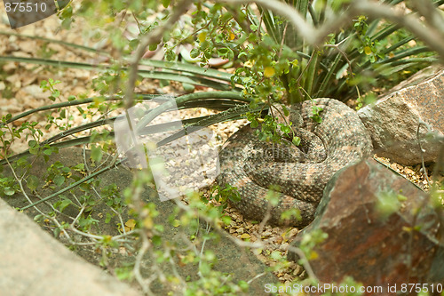 Image of Resting Western Diamondback Rattlesnake